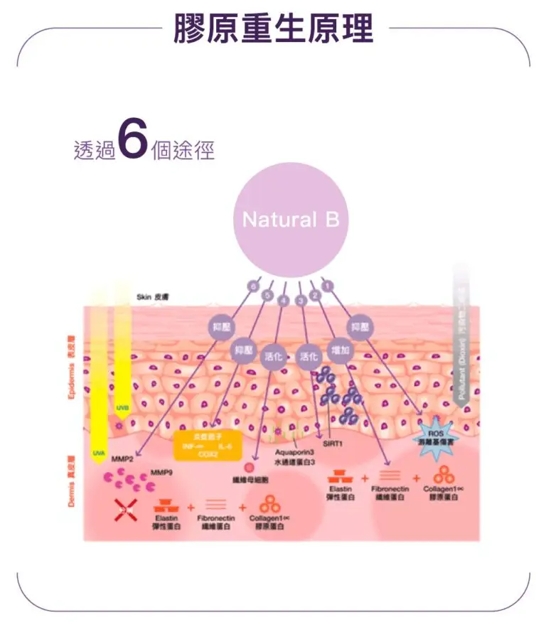 PROSTROLANE Natural-B 膠原肽 (紫色)